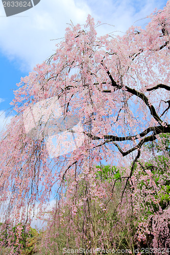Image of Weeping sakura tree