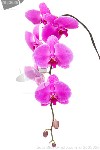 Image of Orchid flower