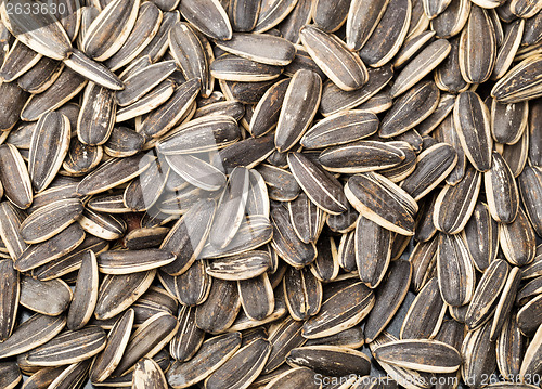 Image of Sunflower seed