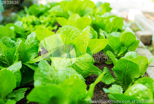 Image of Lettuce field close up