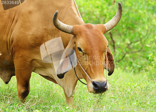 Image of Wild cattle 