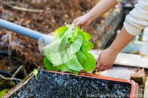 Image of Washing lettuce at outdoor