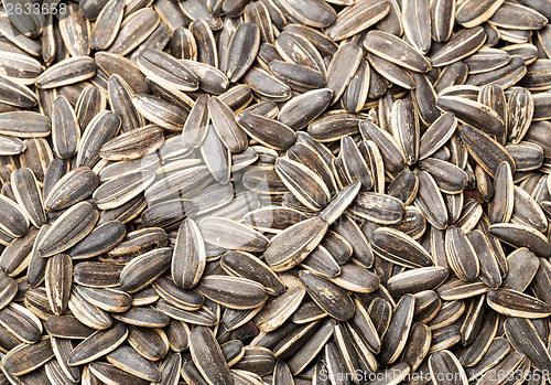 Image of Sunflower seed