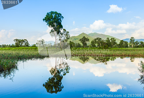 Image of Wetland