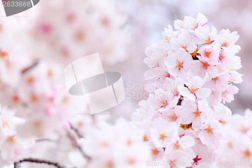 Image of Sakura blossom