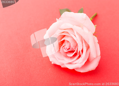 Image of Rose