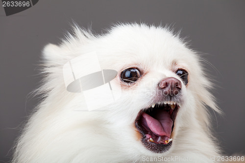 Image of White pomeranian barking