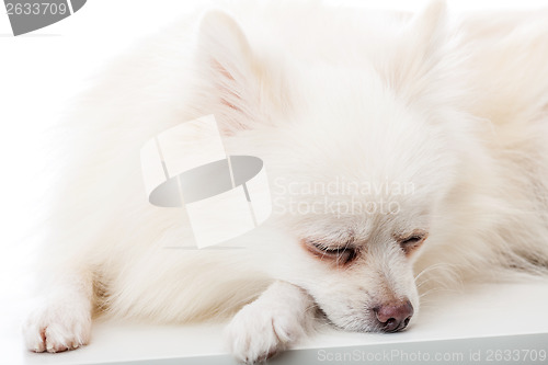 Image of Adorable white Pomeranian sleeping