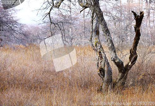 Image of Autumn forest