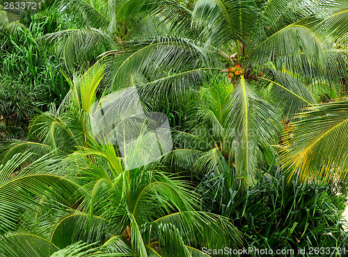 Image of Coconut tree forest