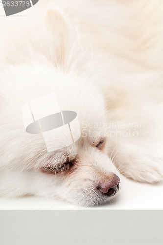 Image of Sleeping Pomeranian dog