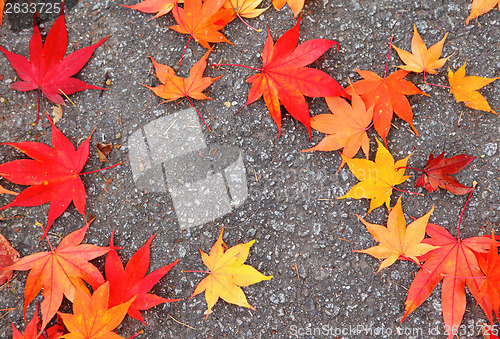 Image of Maple leave on ground