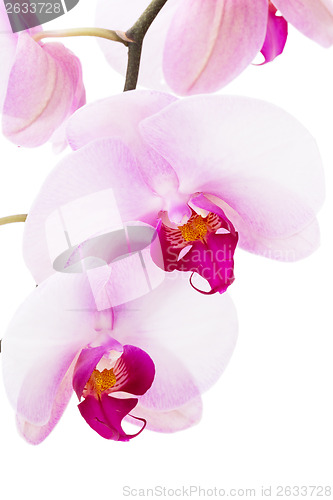 Image of Orchid flowers 