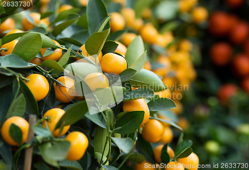 Image of Tangerine for lunar new year