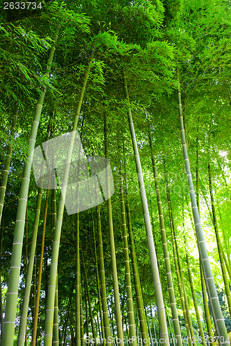 Image of Bamboo forest