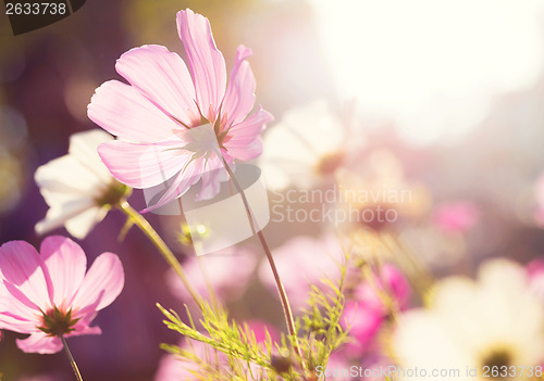 Image of Daisy flower against the sunlight