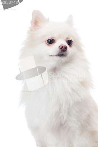 Image of White pomeranian