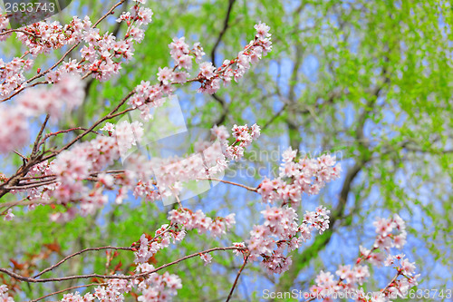 Image of Sakura flower on tree