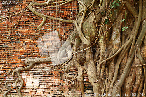 Image of Tree root over red brick wall