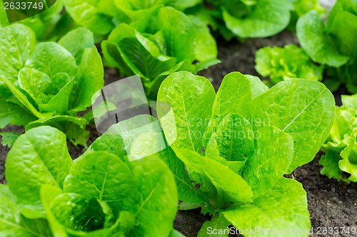 Image of Green lettuce field