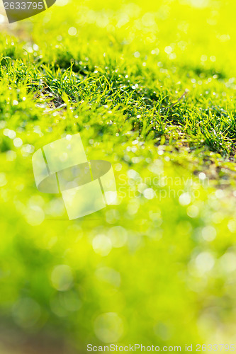 Image of Green grass