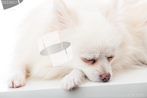 Image of Sleeping pomeranian