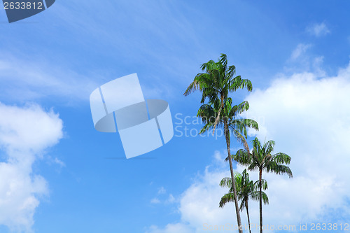 Image of Plam tree with blue sky