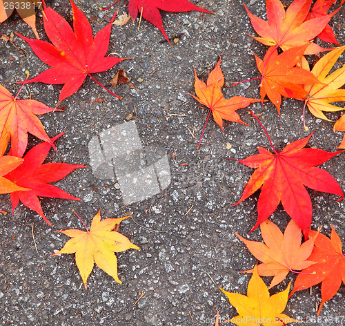 Image of Red maple leaves