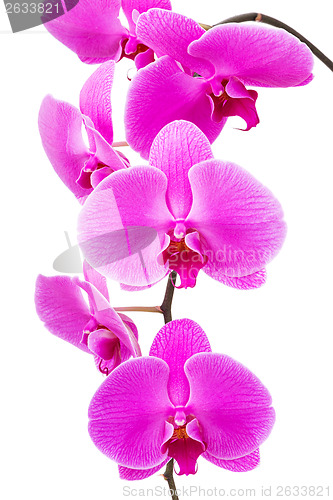 Image of Orchid radiant flower