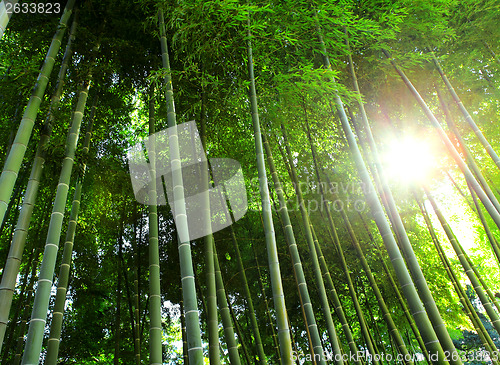 Image of Bamboo forest with sunlight