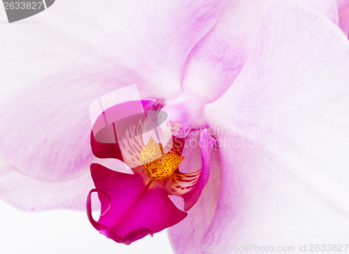 Image of Orchid radiant flower texture