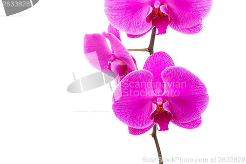 Image of Orchid radiant flower 