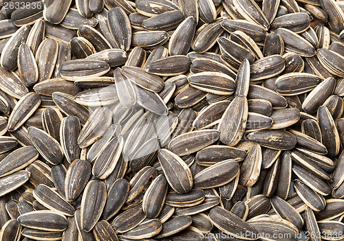 Image of Sunflower seed 