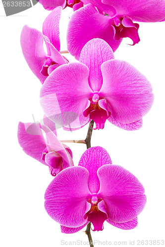 Image of Orchid radiant flower
