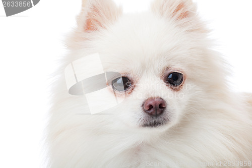 Image of White pomeranian dog close up