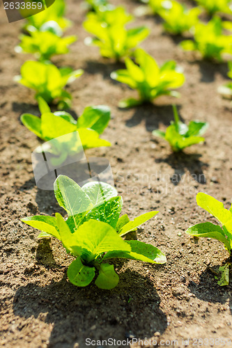 Image of Young lettuce in field 