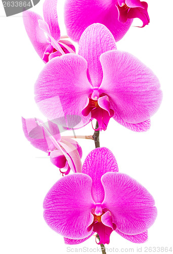 Image of Orchid radiant flower isolated on white