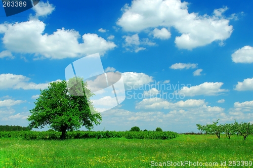 Image of Summer Landscape