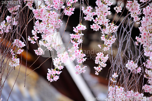 Image of Weeping cherry flower with japanese temple background