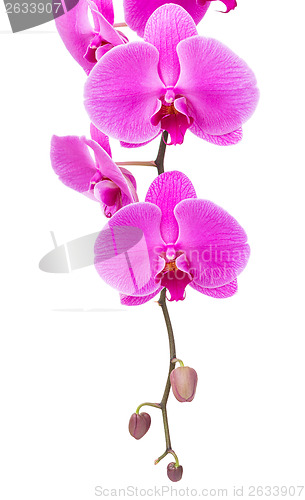 Image of Orchid radiant flower isolated on white