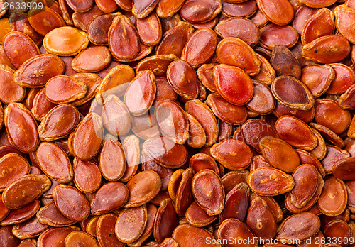 Image of Red watermelon seed 