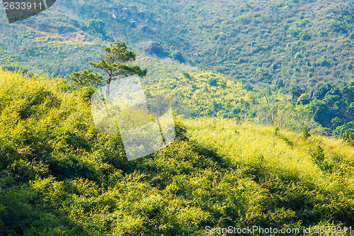 Image of Pine tree on mountain