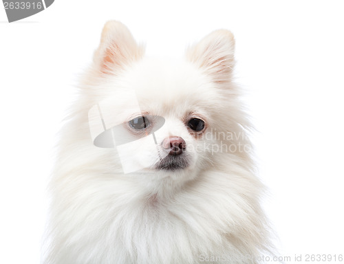 Image of White pomeranian dog