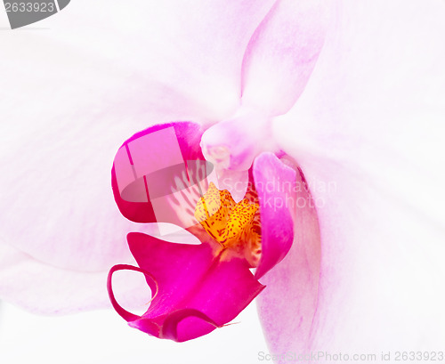 Image of White Orchid flowers 