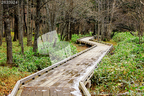 Image of Wooden pathway in forest