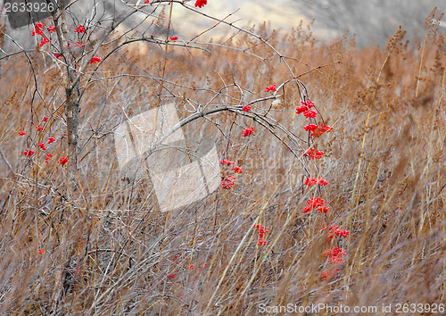 Image of Red flower in forest during autmn season
