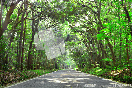 Image of Pathway in forest