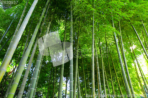Image of Bamboo forest