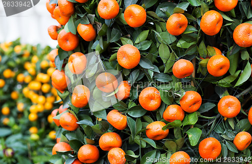 Image of Citrus Fruit for chinese new year