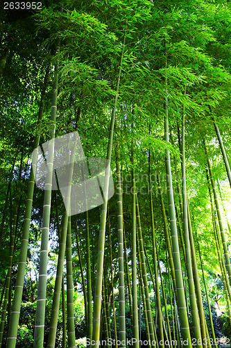 Image of Bamboo forest